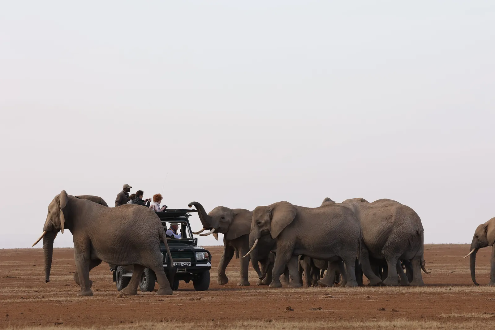 Elephants approaching a safari vehicle on the Kenyan plains